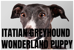 italiangreyhoundwonderlandpuppykennel